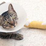 Seguros para mascotas ¿qué cubren?