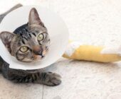 Seguros para mascotas ¿qué cubren?